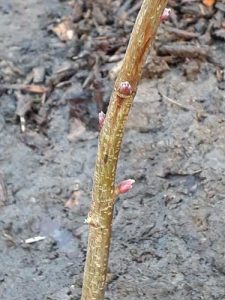 currant cutting