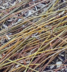 willow cuttings