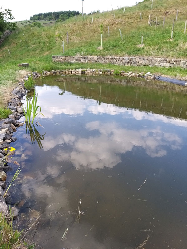 Pond in spring