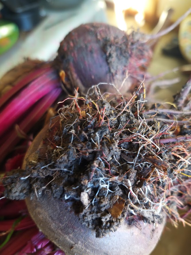 Beetroot Roots