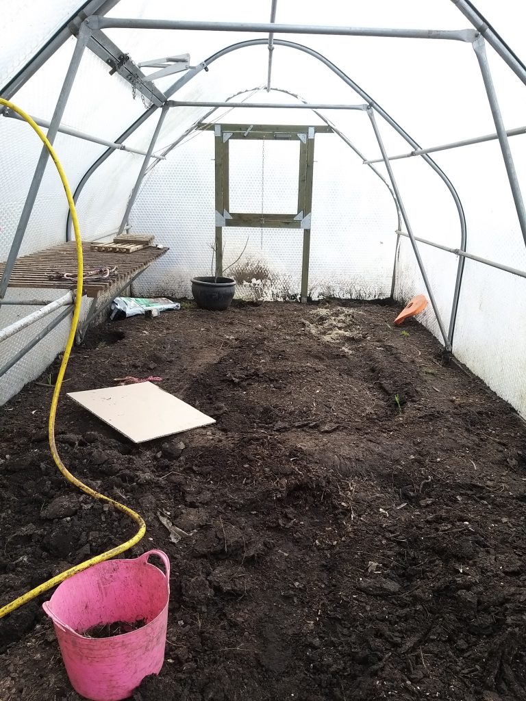 Chicken trashed polytunnel